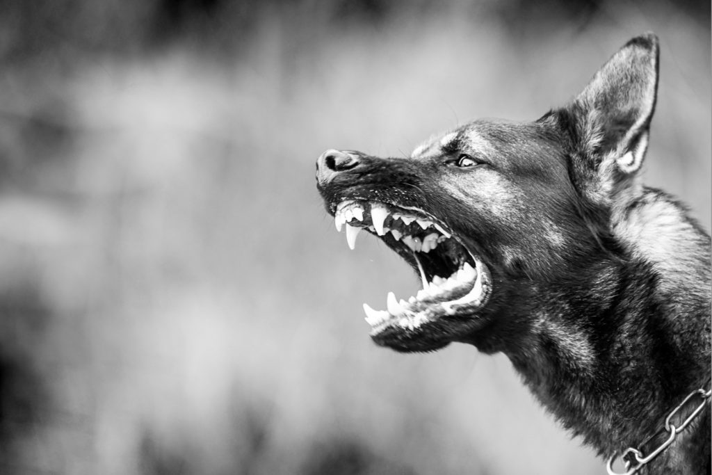 H&E Personal Injury Attorneys | What We Do - Dog Bite Injury