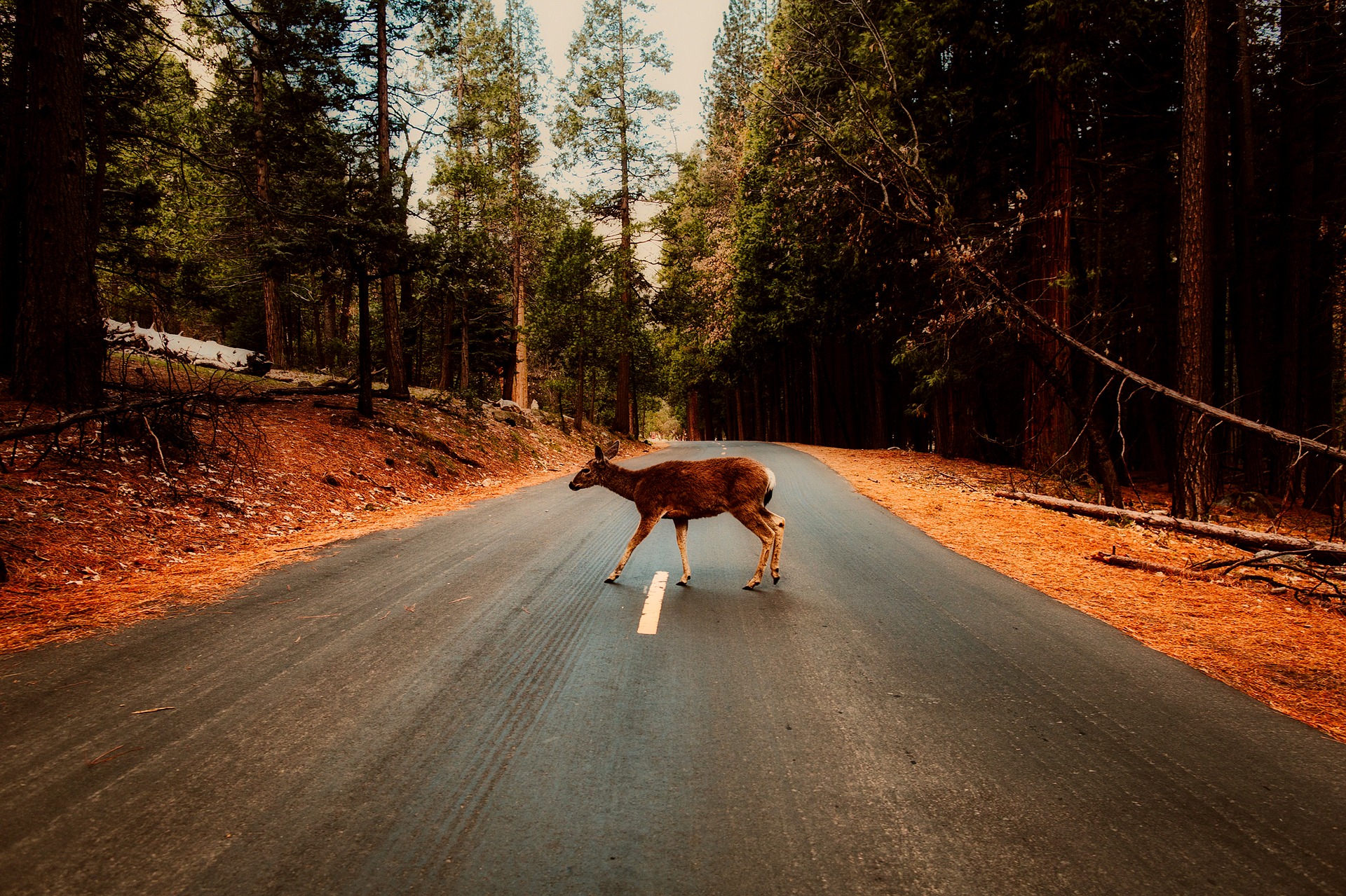 car crash attorney texas deer collision